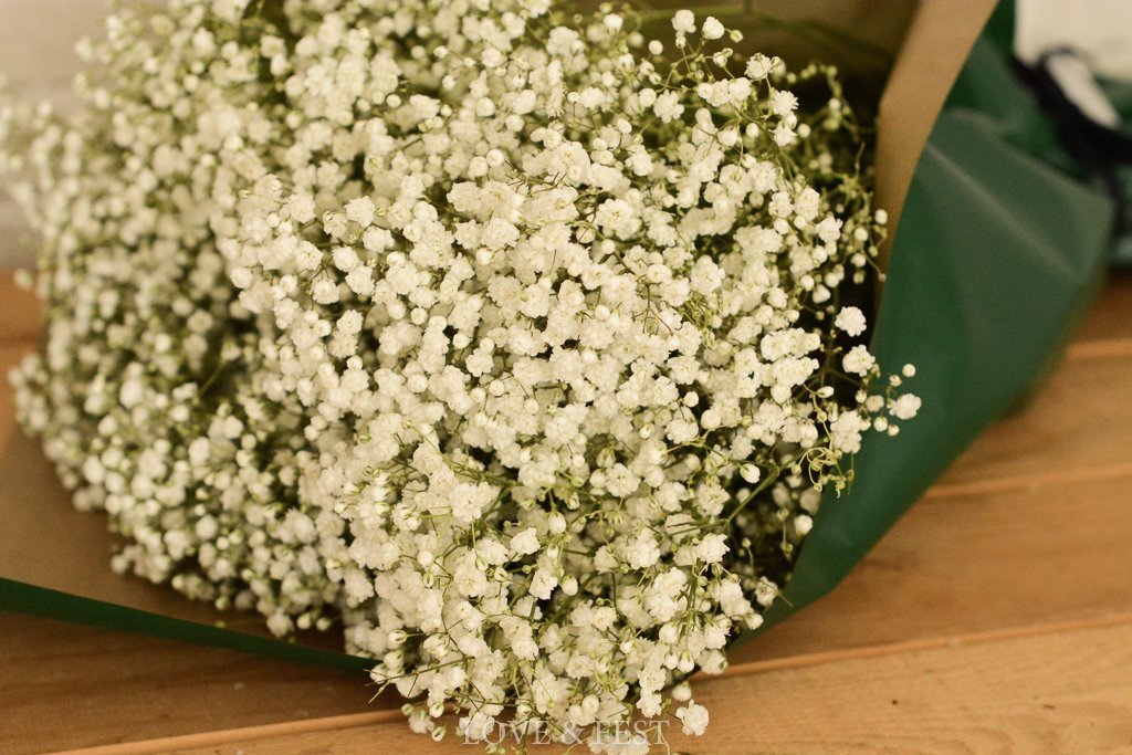 PANICULATA NATURAL